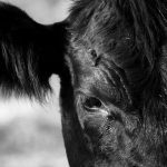 Preventing foreign animal disease in North America