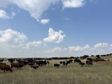 cattle in a dry pasture in Alberta under a blue sky