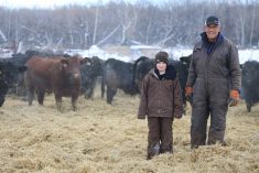 Dave Solverson and his grandson, Ethan Solverson, stand in the middle of a group of steers destined for the packers.