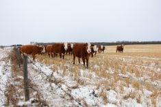 a herd of commercial Hereford-Simmental cattle on crop stubble with snow