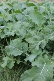 Forage brassica growing in a demonstration plot.
