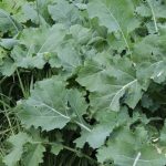 Forage brassica growing in a demonstration plot.