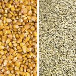 Both Canadian barley and U.S. corn markets will be extremely sensitive to weather conditions and yield projections.