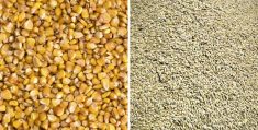 Both Canadian barley and U.S. corn markets will be extremely sensitive to weather conditions and yield projections.