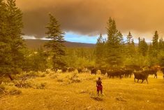 Guiding cattle to safety during a wildfire near Spences Bridge, B.C.