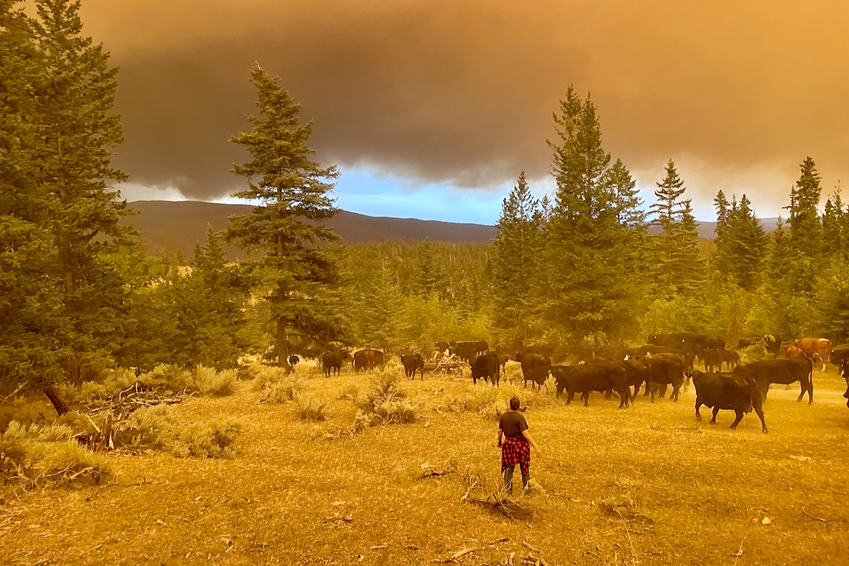 Guiding cattle to safety during a wildfire near Spences Bridge, B.C.