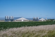 Two hog barns in Northwest Iowa, USA. Photo: DS70/Getty Images Plus
