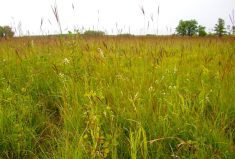assorted green grasses on a prairie