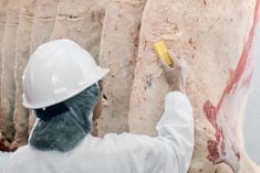 a plant worker washing a beef carcass