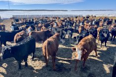 Replacement heifers on the McRae operation. Brett McRae says they decided to sell the purebred herd, and focus on the replacement heifers and commercial cow herd, to conserve resources.