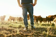 man standing in a pasture with cattle in the background