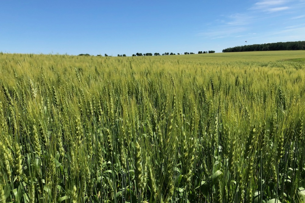 The USDA attache in Australia is calling for a smaller wheat crop in 2025/26.
