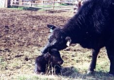 A cow with her newborn calf. People often consider fetal abnormalities as “accidents of gestation,” but failing to identify heritable defects when they occur can see further distribution of mutated genetics.