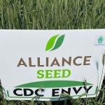 A plot of Alliance Seed’s CDC Envy CWRS wheat on display at Ag in Motion in July 2024. Photo: Dave Bedard