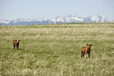 A pair of calves on a pasture with mountains in the background