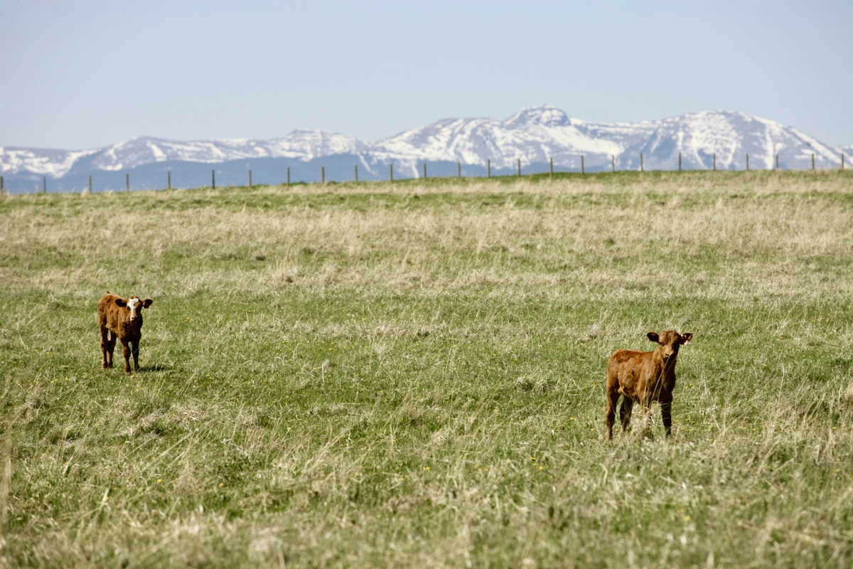 A pair of calves on a pasture with mountains in the background