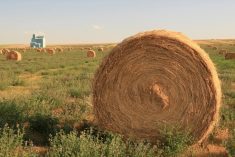 bales of alfalfa in an open field