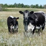 Speckle Park cow and calf in a pasture
