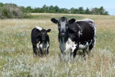 Speckle Park cow and calf in a pasture