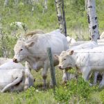 Cattle graze in Manitoba’s Parkland region. Photo: Alexis Stockford