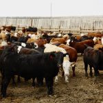 cattle in a feedlot in Canada