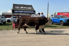 5 features livestock producers won’t want to miss at Ag in Motion