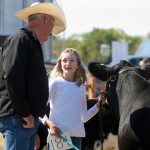 Future livestock producers face off in junior cattle show