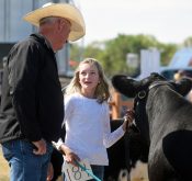 Future livestock producers face off in junior cattle show