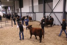 cattle and their exhibitors at Canadian Western Agribition