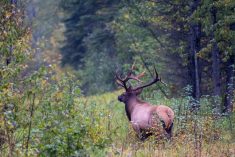 A bull elk near Prince Albert, Sask. Wildlife such as deer and elk can spread bovine TB between farms, making it difficult to trace.