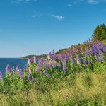 Wild lupine plants near the shore of South Bar, Nova Scotia