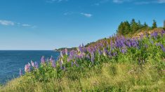 Wild lupine plants near the shore of South Bar, Nova Scotia
