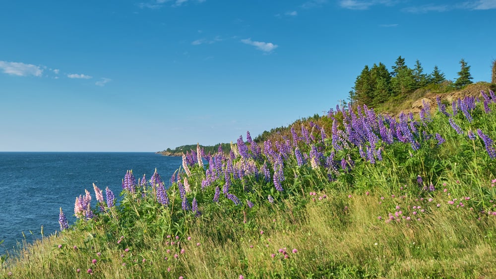 Wild lupine plants near the shore of South Bar, Nova Scotia