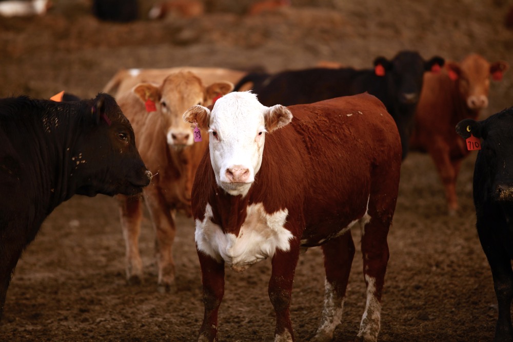  Photo: Canada Beef
