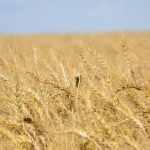 Wheat exports survive China pull-back