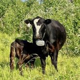 a cow wearing a virtual fencing collar