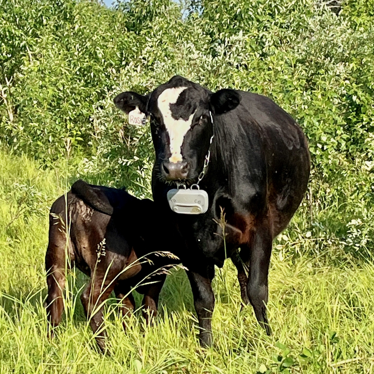 a cow wearing a virtual fencing collar