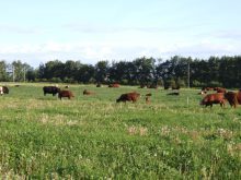 After years of drought, many are working to revitalize their pastures. Knowing the ins and outs of perennials can help.