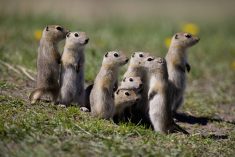 A group of young Richardson’s ground squirrels, commonly known as gophers. Weather in previous years has led to a population boom of the rodents, but conditions may be less favourable in 2025.