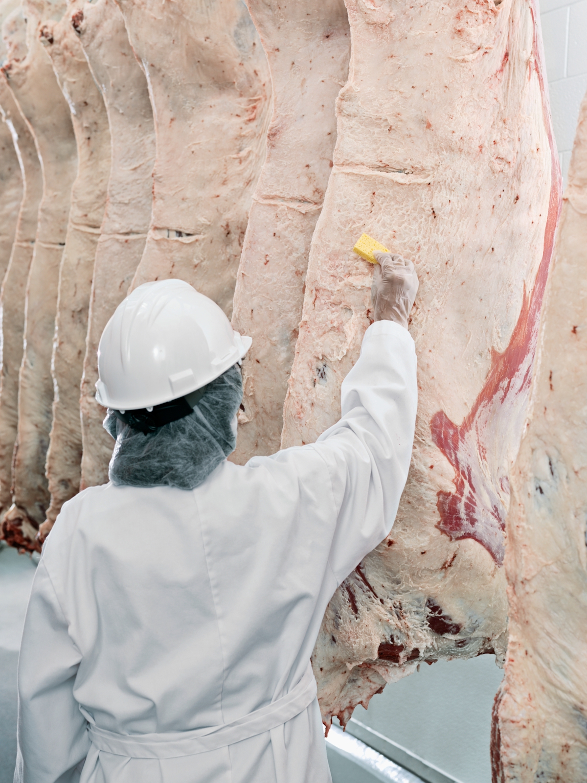The critical control points identified and solutions developed by federal regulators and NASA to address potential food safety hazards have essentially eliminated STEC (Shiga toxin-producing E. coli) from beef carcasses.