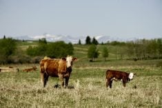 Getting your cattle to the right place, at the right time, for the right length of time and for the right reasons can optimize both animal and plant performance.