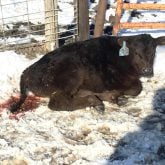 File photo of a calf displaying symptoms of coccidiosis.