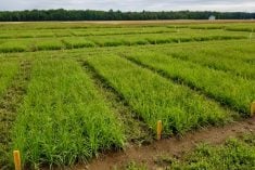 forage research plots in Quebec