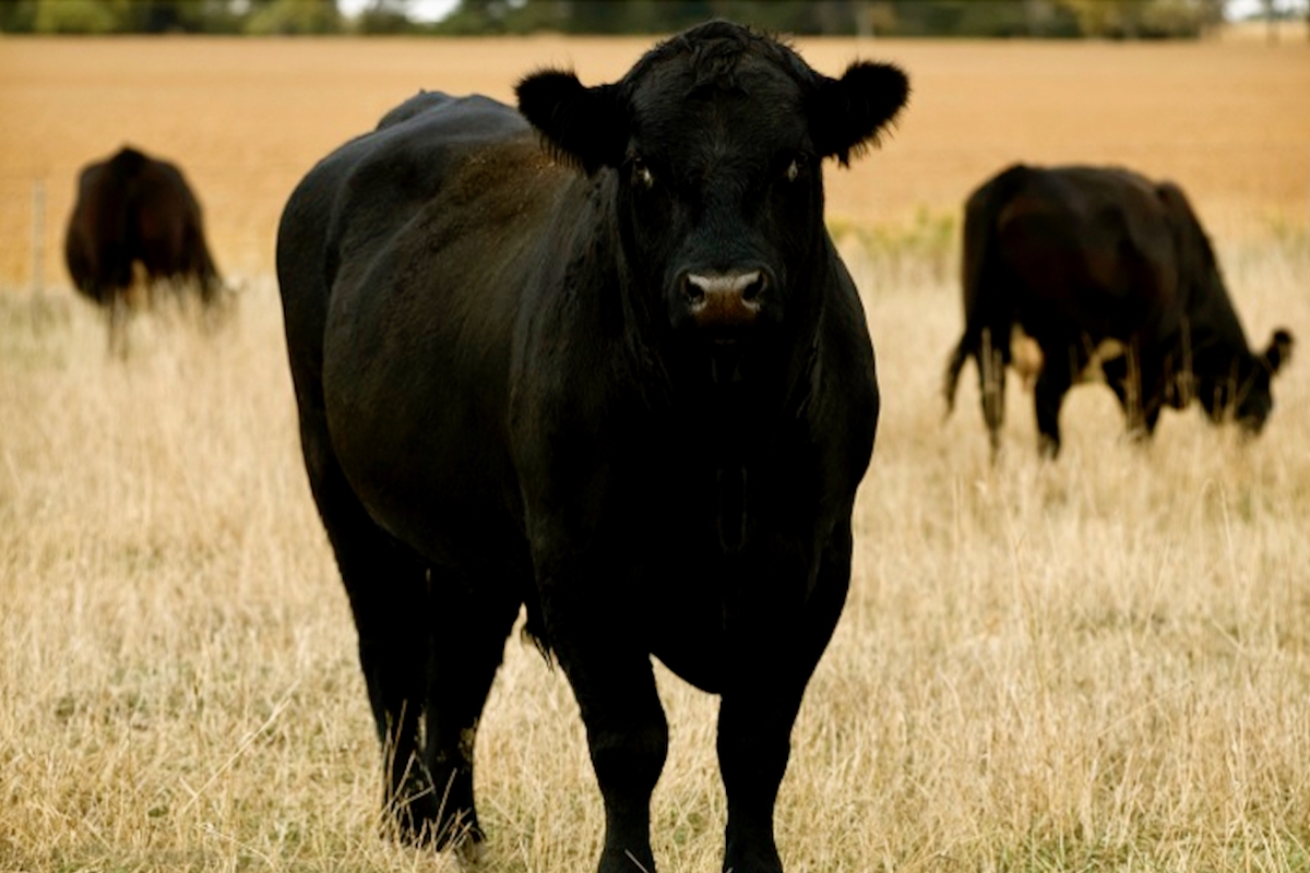 a black angus cow standing in a pasture