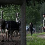 Supporters of Universal Ostrich Farms stand near ostriches at the farm’s property in Edgewood, B.C., on Saturday, May 17, 2025. Photo: Aaron Hemens/The Canadian Press via ZUMA Press