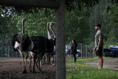 Supporters of Universal Ostrich Farms stand near ostriches at the farm’s property in Edgewood, B.C., on Saturday, May 17, 2025. Photo: Aaron Hemens/The Canadian Press via ZUMA Press