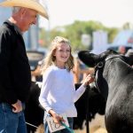 A young girl leads a cow in a bridle and a man in a cowboy hat standing beside her