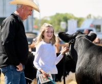 A young girl leads a cow in a bridle and a man in a cowboy hat standing beside her