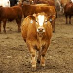 cows in a feedlot in Canada