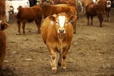 cows in a feedlot in Canada